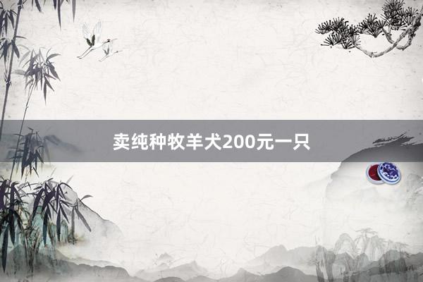 卖纯种牧羊犬200元一只